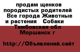 продам щенков породистых родителей - Все города Животные и растения » Собаки   . Тамбовская обл.,Моршанск г.